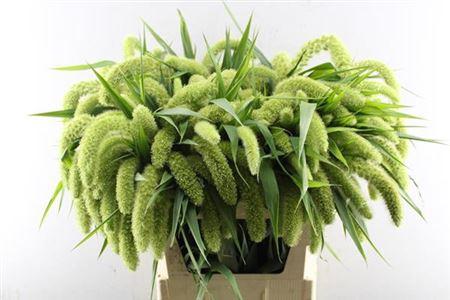 Setaria italica 'Volle Melk'