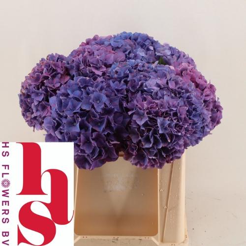 Hydrangea macrophylla 'Rodeo' (paars)