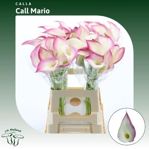 Zantedeschia 'Call Mario'