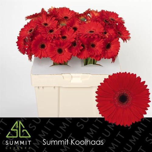 Gerbera grootbloemig 'Blinddate'