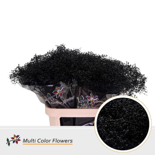 Gypsophila overig kleurbehandeld H%