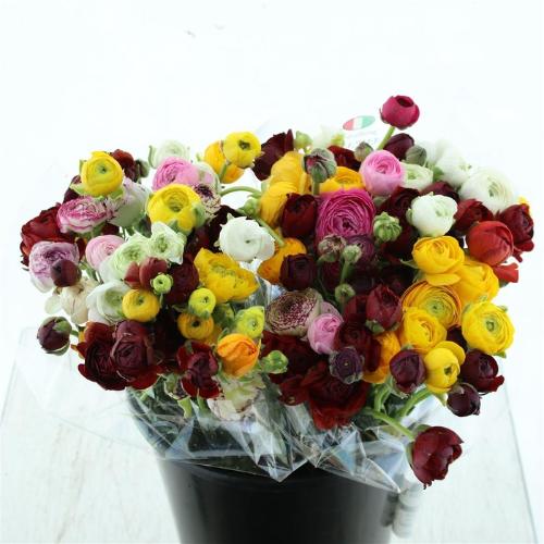 Ranunculus gemengd in bos