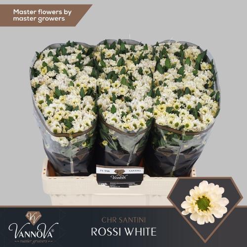 Chrysanthemum Indicum Grp tros santini 'Rossi White'