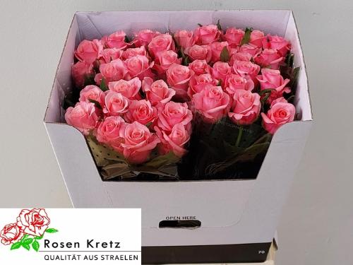 Rosa grootbloemig Barby