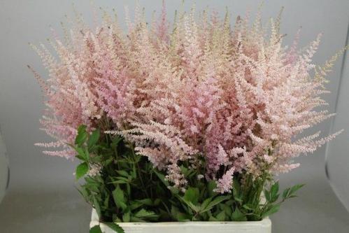Astilbe Arendsii Grp 'Erika'