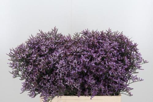 Limonium Safora Lilac