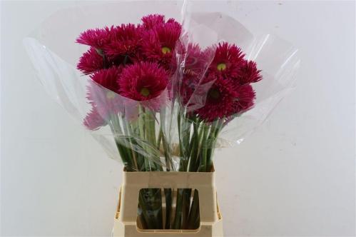 Gerbera grootbloemig spinvormig Kaa+