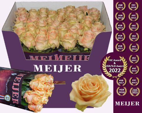 Rosa grootbloemig Pearl Avalanche+