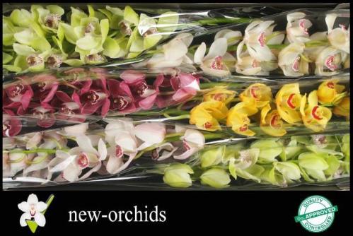 Cymbidium grootbloemig per tak gemengd