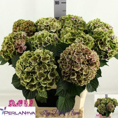 Hydrangea macrophylla My Beautiful Rio (classic)