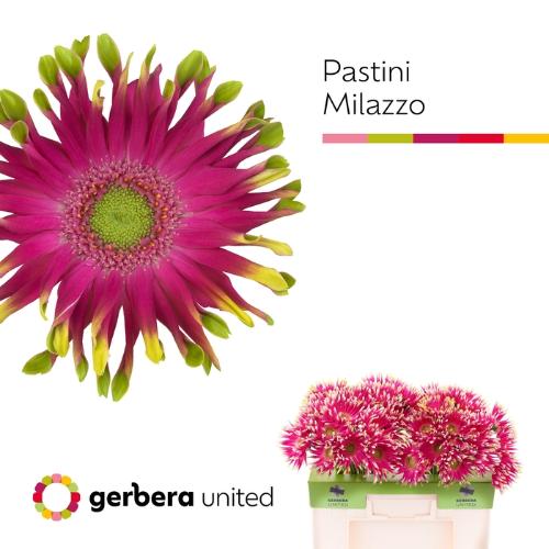 Gerbera grootbloemig Pastini Milazzo