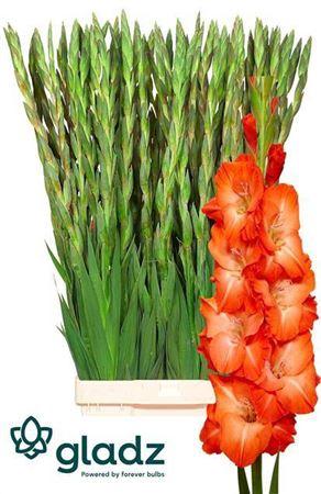 Gladiolus (Large-flowered Grp) 'Stormy'