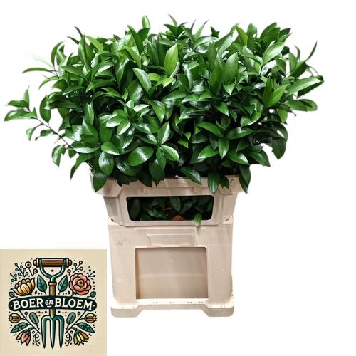 Ruscus hypophyllum (groot blad)