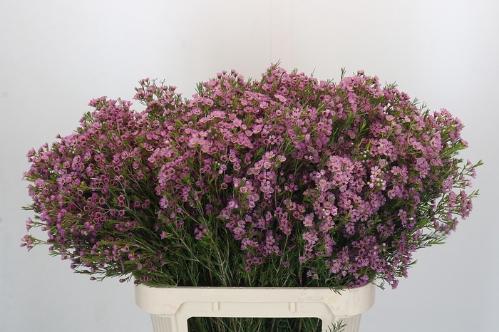 Chamelaucium uncinatum 'Michal'