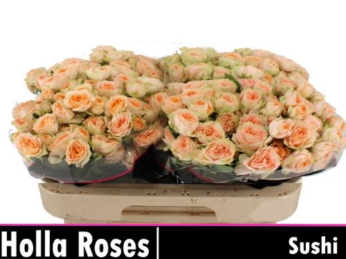 Rosa tros Holly