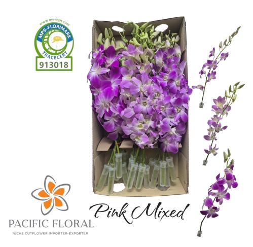 Dendrobium gemengd