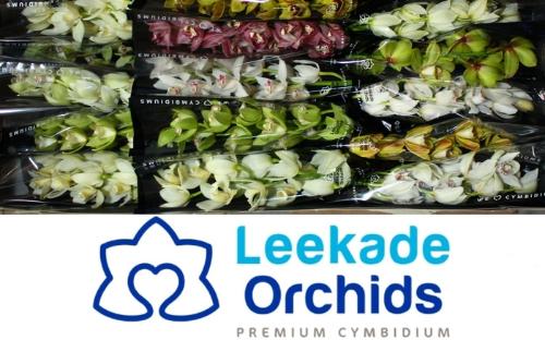Cymbidium mini per tak gemengd