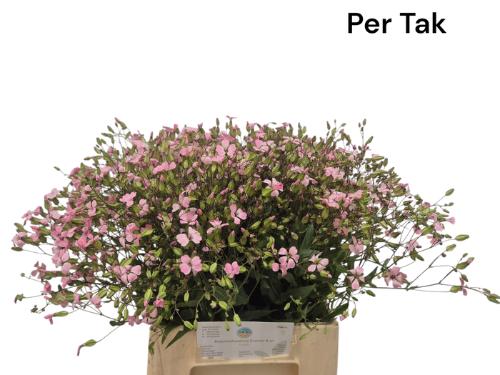 Saponaria overig