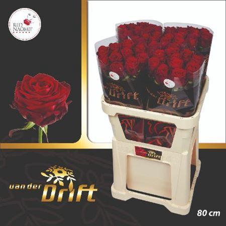 Rosa grootbloemig Red Naomi!