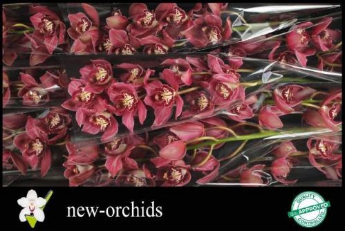 Cymbidium grootbloemig per tak Crash Landing 'Double Red'