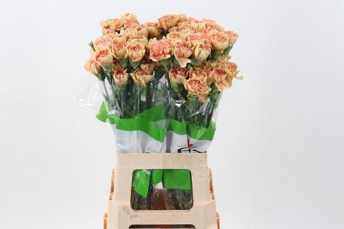 Dianthus standaard overig