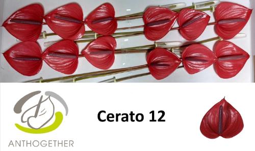 Anthurium (Andreanum Grp) Cerato