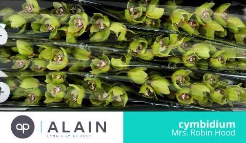 Cymbidium grootbloemig per tak 'Mrs.Robin Hood'