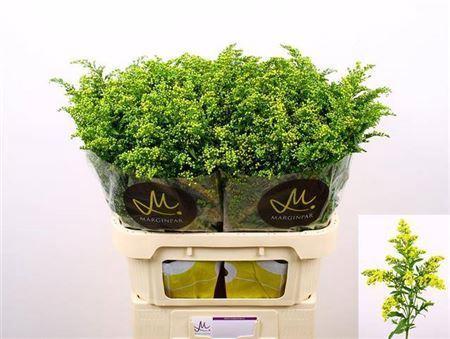 Solidago Carzan Glory