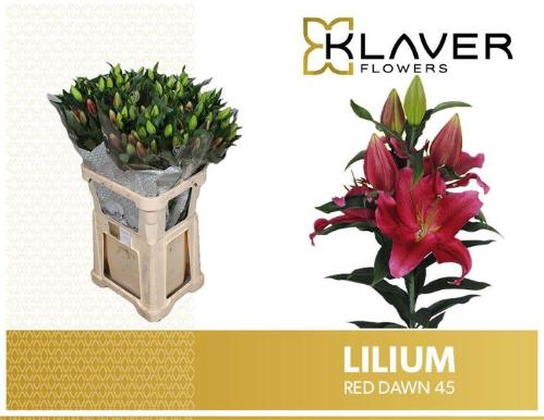 Lilium (Oriental Grp) 'Red Dawn'