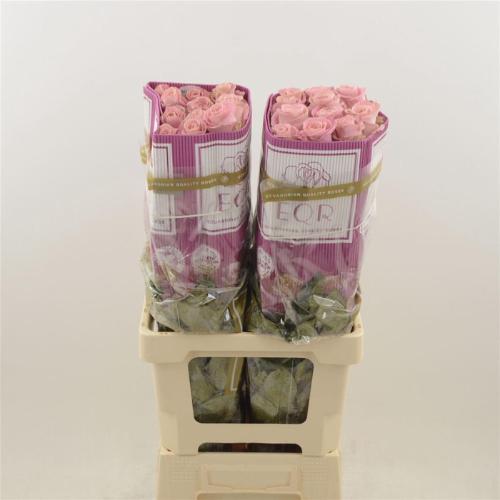 Rosa grootbloemig Hermosa+