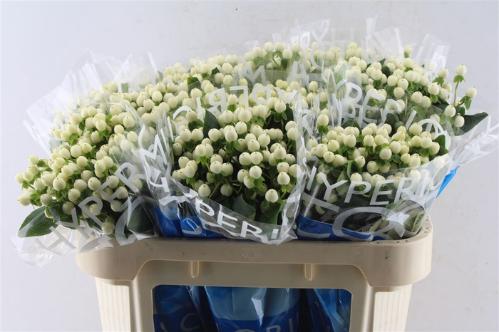 Hypericum Coco Uno