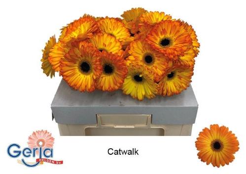 Gerbera grootbloemig 'Catwalk'