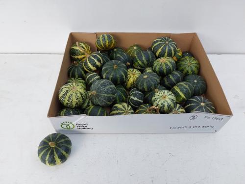 Cucurbita overig