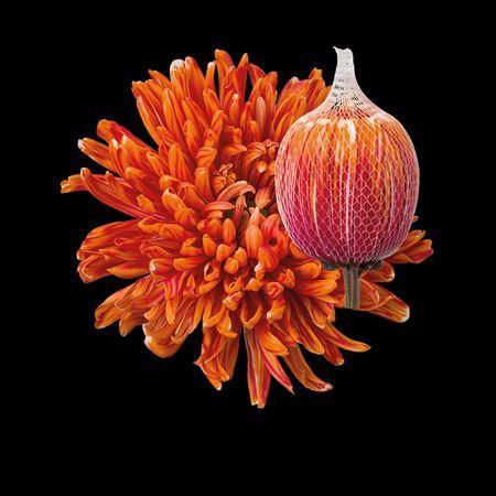 Chrysanthemum (Indicum Grp) geplozen Antonov kleurbehandeld H%