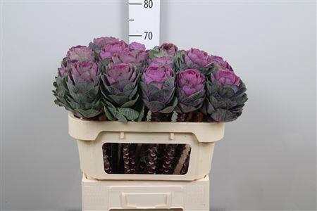 Brassica oleracea 'Condor Red'