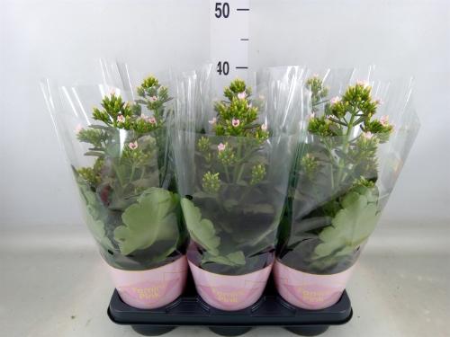 Kalanchoe 'Feminin Pink Meadow'