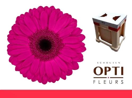 Gerbera grootbloemig Bon Dia