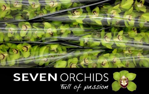 Cymbidium grootbloemig 'Dublin'