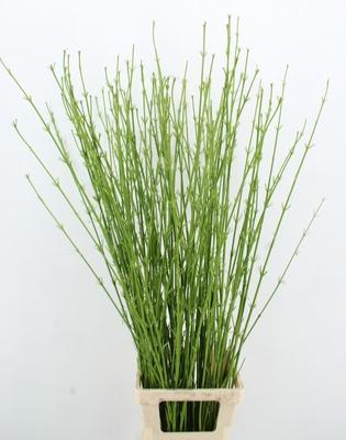 Cornus stolonifera 'Flaviramea'