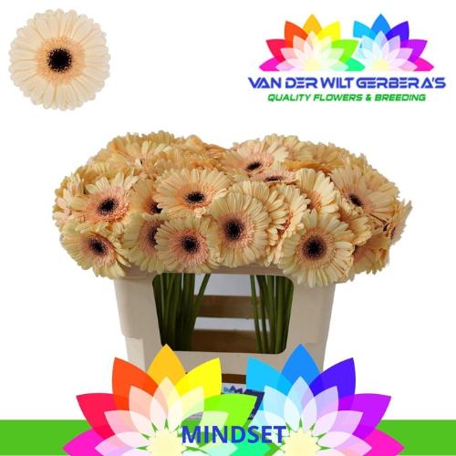 Gerbera mini 'Mindset'