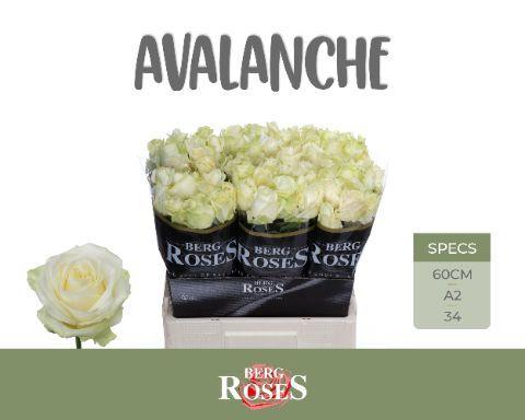 Rosa grootbloemig Avalanche+