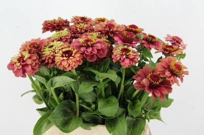 Zinnia elegans