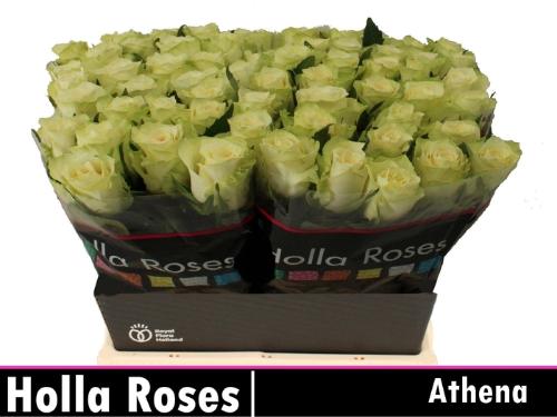 Rosa grootbloemig Athena