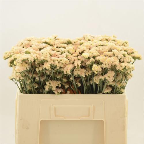 Limonium sinuatum 'Sinuet Honey Apricot'
