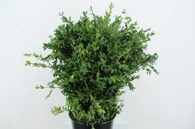 Buxus sempervirens