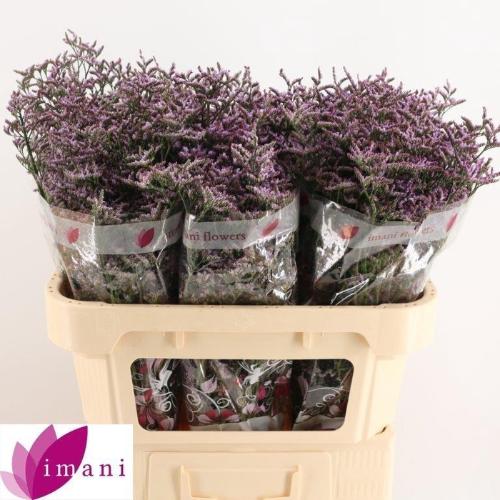 Limonium Safora Lilac