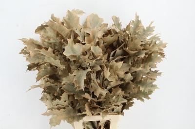 Quercus rubra kleurbehandeld H%
