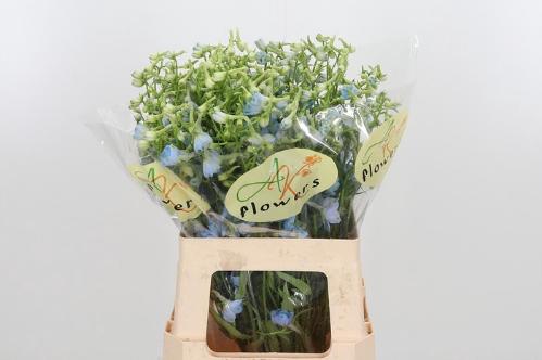 Delphinium Belladonna Grp enkelbloemig 'Ballkleid'