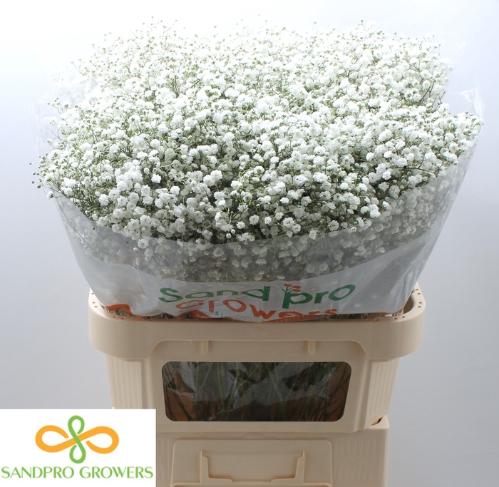 Gypsophila paniculata Xlence