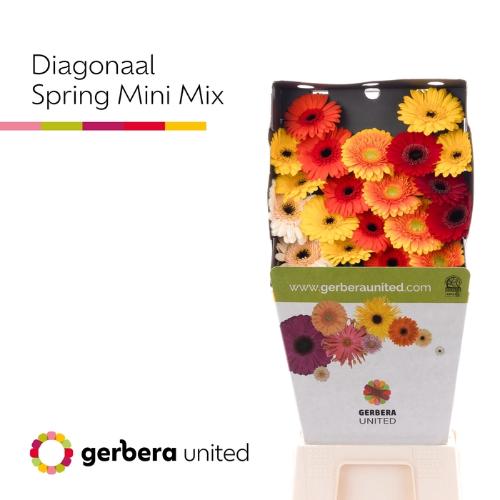 Gerbera mini gemengd diagonaal